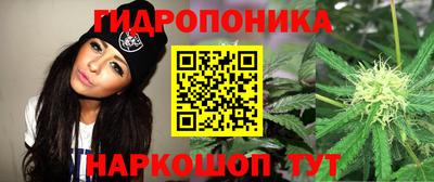 стафф Гай