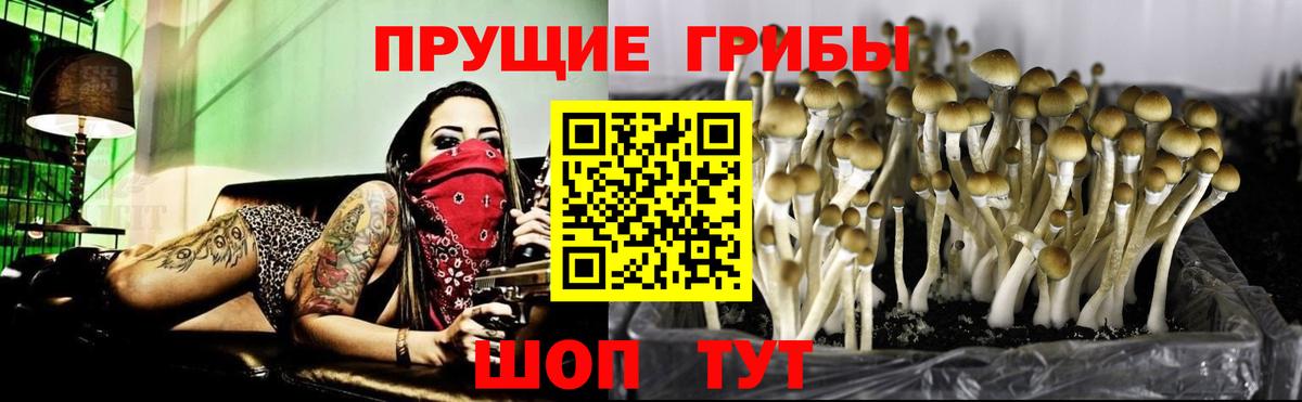 Москва  Галлюциногенные грибы Psilocybe  Вход с VPN 
